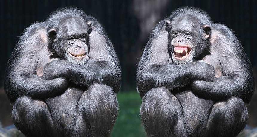 laughing-chimps