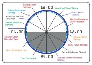 jam-kerja-organ-tubuh